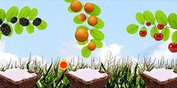 Preschool games free online: Drop the fruits!